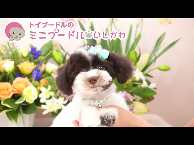動画