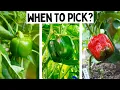 When To Harvest Bell Peppers