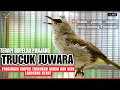 Lagu Masteran Trucukan gacor Lanjut Ropel panjang Suara Bagus untuk pancingan trucukan agar bunyi gacor
