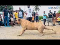 Big Boerboel charges after seeing another Big Boerboel at Dog Show
