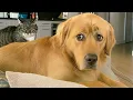 Download Lagu Funniest Animal Videos 2025 🤣 The Most Overdramatic Pets Ever