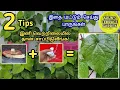 Download Lagu வெற்றிலை வீட்டில் எப்படி குஷியா வளர்ப்பது? Big betel leaf tips | 200% Success| Best betel fertilizer