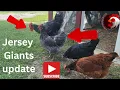 The Incredible Jersey Giants Chicken Update Chickenchaos