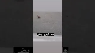 هلو ايفري بضي Shorts Memes ميمز 