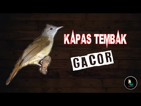 Download MP3 Masteran Kapas Tembak Gacor Paling Ampuh