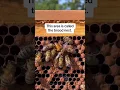 Download Lagu How to Find the Queen Bee
