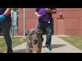 Tailwaggers Meet Grayson