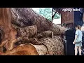 Download Lagu Hampir Mustahil !! Panjang Melengkung !! Kayu Jati Bahan MIDANGAN JOGLO. Mampukah Tim Sawmill ini ??