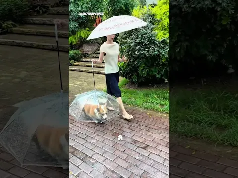 WANITA INI MALAH DITINGGAL ANJINGNYA! 😂🐶