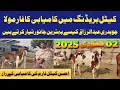 Ahsan Cattle Farm Secrets Elite Bull and Cow Breeding Tips