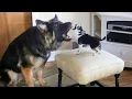 Funny Dogs Barking and Howling Compilation