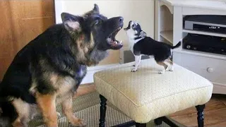 Download Funny Dogs Barking and Howling Compilation 😜 MP3