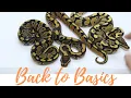 Ball Python Base Morphs in 12minutes