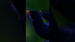 تغريد الشحرور 