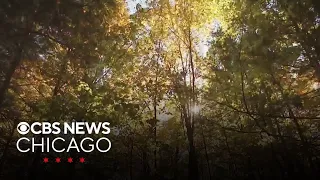 Highest level mold count recorded in more than a decade