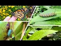 Monarch Lifecycle Crash Course Milkweed Plant Basics