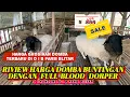Download Lagu ||RIVIEW HARGA GROSIRAN DOMBA BUTING DENGAN FULLBLOOD DORPER•DI DIB FARM BLITAR||