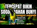 Lagu Tercepat bikin sogon bahan bunyi gacor‼️ Pancingan sogon agar emosi