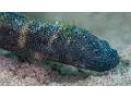 Download Lagu Seadragons and Serpents: Dirty Diving in the Semporna Straits | Borneo from Below (S01E26)