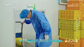 [山水间的家第五季]桑芽菜有自己的冻龄秘诀 | CCTV