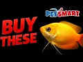 The ONLY 10 Fish You Should Buy at PetSmart