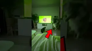 She Tested The Viral Oiia Oiia Spinning Cat Video On Her Own Cats Big Mistake  She Tested The Viral Oiia Oiia Spinning Cat Video On Her Own Cats Big Mistake