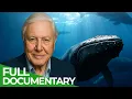 David Attenborough Presents Whale Wisdom Free Documentary Nature