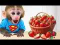 Download Lagu 🐒Ahh!Monyet BonBon menyediakan Buah Buahan dan berkelah dengan Anak Itik di taman 🍎| BonBon Malaysia