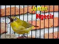 Download Lagu Pleci Jantan Ngecir Cocok Buat Menaikan Birahi Pleci Macet