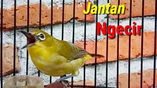 Download Pleci Jantan Ngecir Cocok Buat Menaikan Birahi Pleci Macet MP3