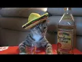 Tito & Tarantula - After Dark (Beat & Juice Edit)