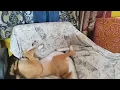 Rescued adopted puppy dog sleeping in weird position. funny dogs caught on camera