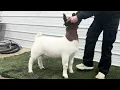 Lot 105 - Topnotch Show Stock Tag Doe