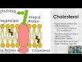 Cell Membrane Cell Transport STEM