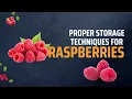 Raspberry Storage How to Keep Them Fresh for Weeks