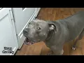 Funny Pitbull Dog Talking More Than A Husky