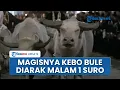 Download Lagu Magisnya Penampakan Kebo Bule Keraton Kasunanan Diarak dalam Kirab Malam 1 Suro Keraton Surakarta