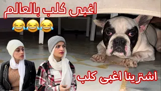 اغبى كلب بالعالم   ام سيف ونانو دندنها