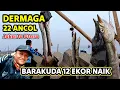Download Lagu Barakuda 12 Ekor berhasil naik, Udang ga dimakan, Lumpur dan Kerang Hijau jadi santapan Baronang