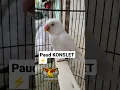 Download Lagu Lovebird paud KONSLET #konsletpaud #lovebirdjantankonslet #lovebirdbetinakonslet