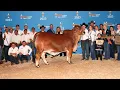 MORENO MS LADY RICACHE - 2023 International Reserve Grand Champion Red Brahman Female