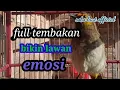 Download Lagu Rengganis gacor\