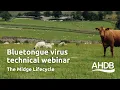 Bluetongue Virus - The Midge Lifecycle A B Webinar