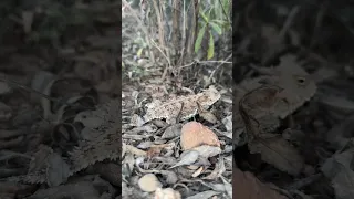 Smallest Dragon – Blainville’s Horned Lizard (Phrynosoma blainvillii) last night #hornedlizard