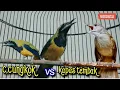 Lagu CUCAK CUNGKOK VS KAPAS TEMBAK || TEMBAKANNYA DAHSYAT