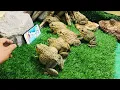 Download Lagu How can I get my phone ☎️ frog stole my phone frog protect phone
