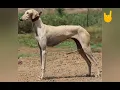 Download Lagu vettai naai whatsapp status 🔥🔥🔥💥👿😡😈💯