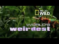 Weird Killer of the Deep | World's Weirdest