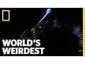 Weird Killer of the Deep World s Weirdest