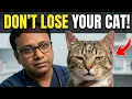 What If Your Cat Has FIV Here s What to Do